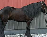 black-fell-pony-gelding