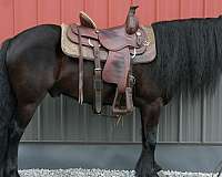 black-gelding-for-sale