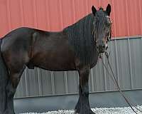 14-hand-fell-pony-gelding