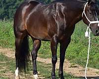 brown-aqha-horse