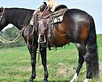 aqha-gelding