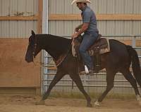 14-hand-quarter-horse-gelding