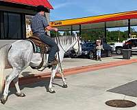 grey-aqha-pony