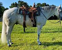 grey-aqha-gelding