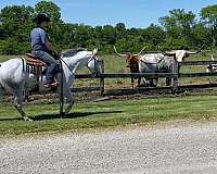 aqha-gelding