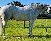 15-hand-quarter-horse-gelding