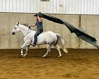 grey-quarter-horse-for-sale