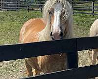 chestnut-ahr-horse