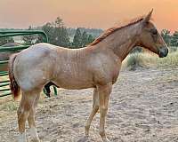 quarter-horse-stallion