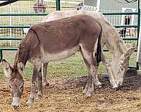 brown-white-halter-trained-horse