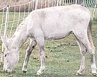 11-hand-donkey-mare