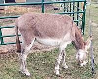 donkey-for-sale