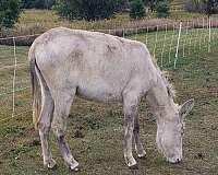 donkey-mare