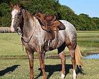 red-roan-blaze-socks-horse