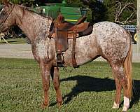 beginner-safe-quarter-horse