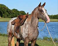 quarter-horse