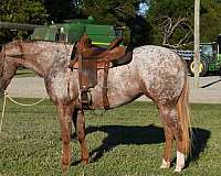 ranch-work-quarter-horse