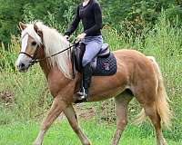 halflinger-haflinger-pony