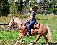 ranch-haflinger-pony