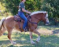 sorrel-haflinger-pony