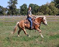 trail-haflinger-pony