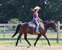 family-pony-welsh-cob