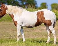 family-pony-welsh-cob