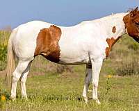 adults-welsh-cob-pony