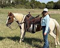 auction-welsh-cob-pony