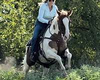 bath-welsh-cob-pony