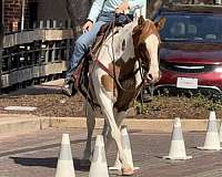 been-shown-welsh-cob-pony