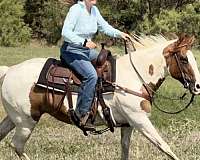 beginner-safe-kid-pony-welsh-cob