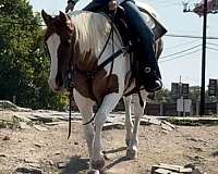 beginner-safe-welsh-cob-pony