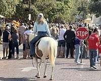 big-pony-welsh-cob