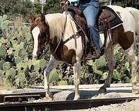 boy-welsh-cob-pony