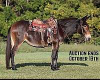 qh-tennessee-walking-horse