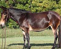 ranch-work-tennessee-walking-horse