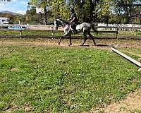 thoroughbred-horse-for-sale