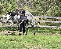 cross-gelding