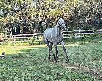 dressage-gelding