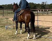 beginner-safe-quarter-horse