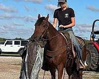 trail-quarter-horse