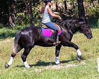 ranch-work-quarter-horse