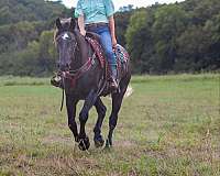 beginner-quarter-horse