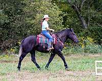 jumping-quarter-horse