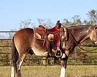 ranch-work-quarter-horse