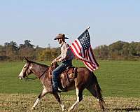 trail-quarter-horse