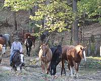 jumping-quarter-horse