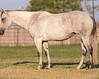 grey-none-horse