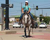 beginner-safe-quarter-horse